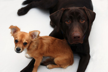 Obraz premium best friends