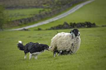 Border Collie and Sheep