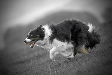 Border Collie
