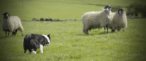Sheepdog staring at sheep