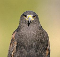 Harris' hawk (parabuteo unicinctus)
