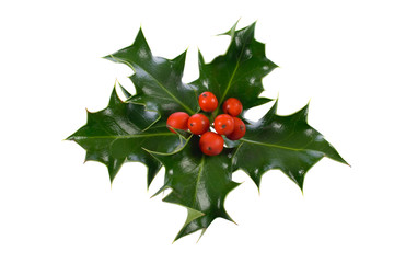 isolated on white ilex,holly, christmas decoration