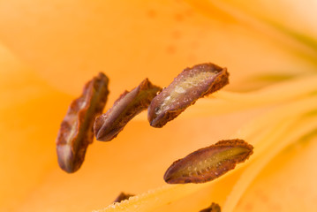 Beautiful flower of a lily.