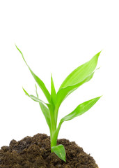 young plant. Isolation on white
