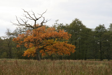 Baum