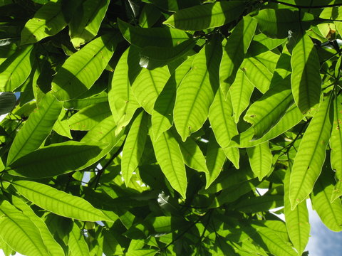 feuilles vertes de manguier sous le soleil