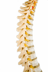 Spine