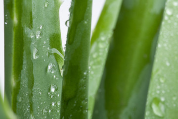 Feuchte Aloe vera Bestandteil vieler Produkte