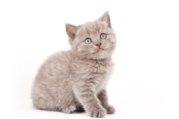 Scottish Fold Kitten