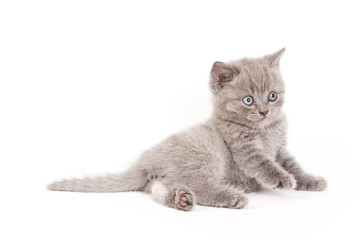 Scottish Fold Kitten