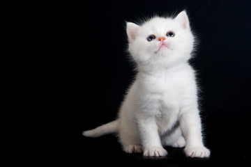 White british kitten on black background