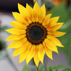 Farbenfrohe Sonnenblume