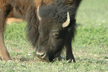 Naklejka na ściany i meble Obraz amerykańskiego bizona z głową i oczami ostrymi