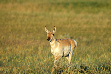 Naklejka na ściany i meble A female pronghorn travels the vast grasslands of South Dakota.