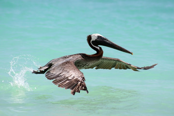 Pelikan beim Startflug aus dem Meer