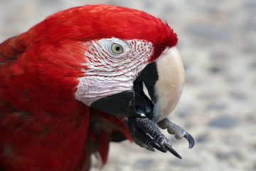 Portrait eines roten Papageis