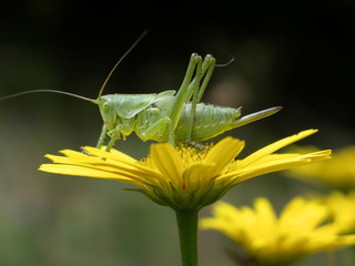 Heuschrecke auf gelber Blume