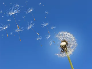 Acrylglasbilder Pusteblume im Wind © Phimak
