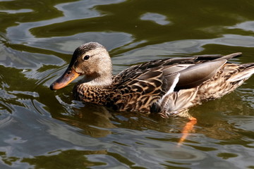 mallard duck