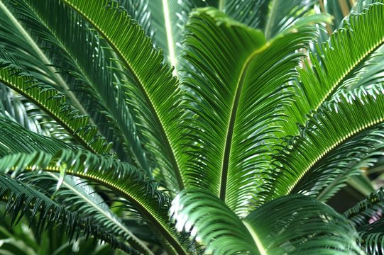 Giant fern