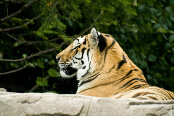 Bengal Tiger resting