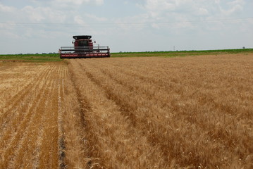 Obraz premium Combining Wheat