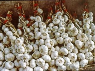 Garlic