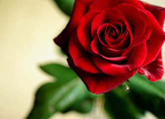 rose 2