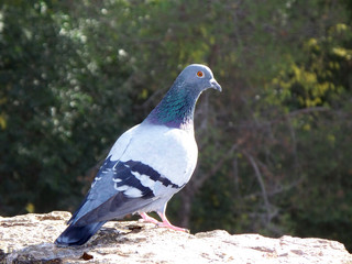Palona en el parque Güell
