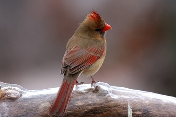 Cardinal in the cold