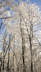 forest covered in ice