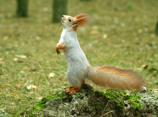 Squirrel ( Sciurus )