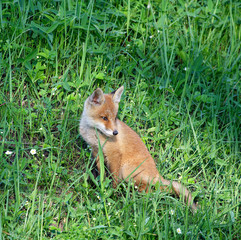 Red Fox ( Vulpes vulpes )