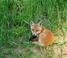 Fototapeta premium Red Fox ( Vulpes vulpes )