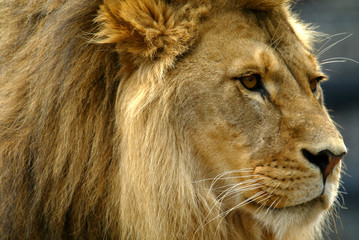 Fototapeta na wymiar African lions