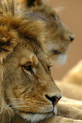 African Lions