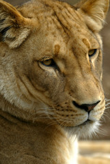 Fototapeta premium African Lions