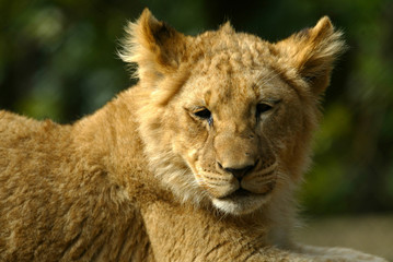 Naklejka premium African Lions