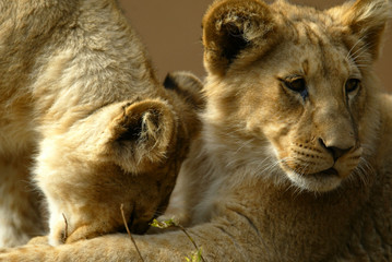 African Lion Cubs