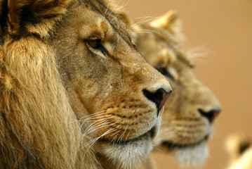 Lions d& 39 Afrique