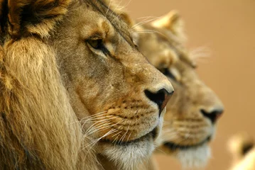 Crédence de cuisine en verre imprimé Lion Lions d& 39 Afrique