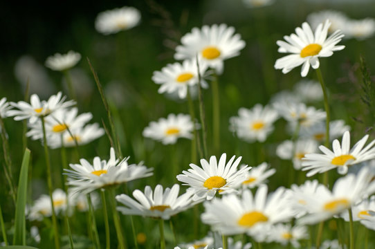 Fototapeta Blumenwiese