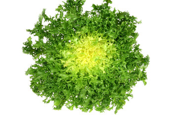 Leaf vegetable - green endive (Cichorium endivia) - obrazy, fototapety, plakaty