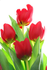 red tulips