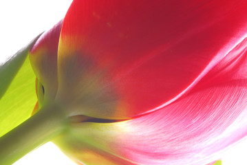 Panele Szklane Podświetlane  zbliżenie obrazu czerwonego tulipana na białym tle