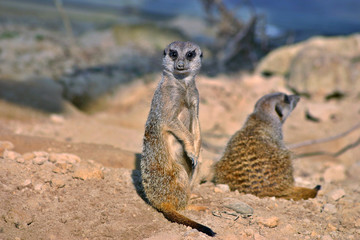 Suricate (meerkat)
