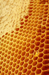 Yellow honeycomb wax cell detail texture background