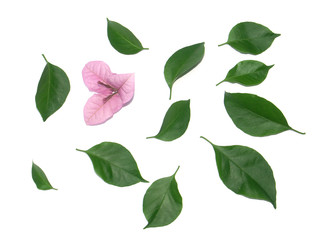 feuilles et fleur de bougainvillée