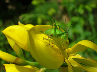 Grasshopper sitting on a blade closeup