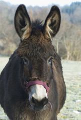 Fototapeta premium âne 4